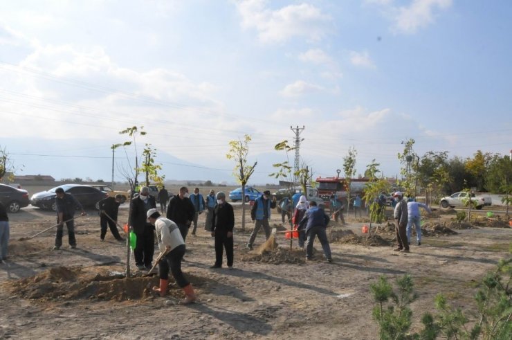 Akşehir Belediyesinden 200 ağaç fidanı