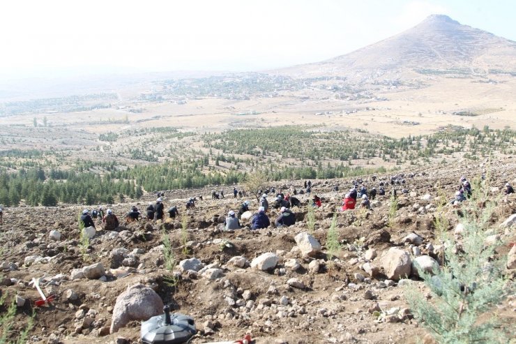 Konya’da 310 bin karaçam fidanı dikildi