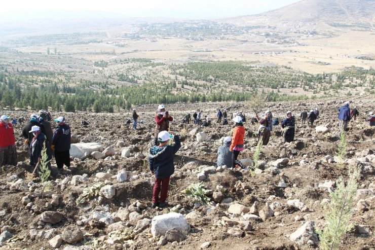 Konya’da 310 bin karaçam fidanı dikildi