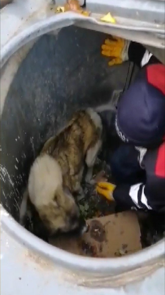 Çöpün içine düşen köpeği temizlik görevlisi kurtardı