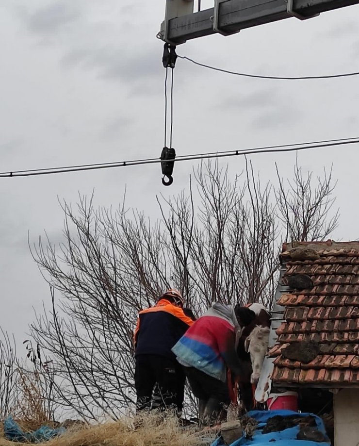 Dama çıkan inek vinçle indirildi