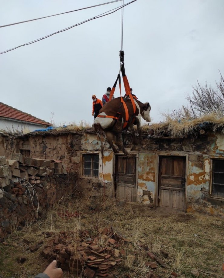 Dama çıkan inek vinçle indirildi