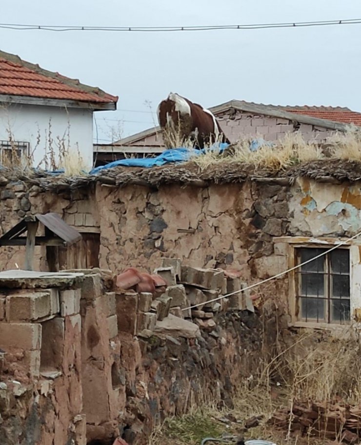 Dama çıkan inek vinçle indirildi