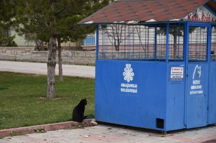 Selçuklu’da sokak hayvanları unutulmuyor