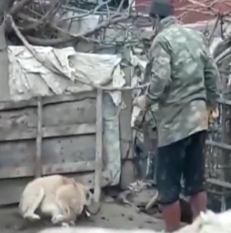 Köpeği döven şahıs polis tarafından yakalandı