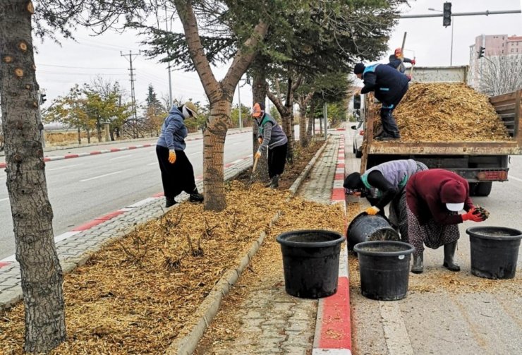 Karaman’da budanan ağaçlar gübre olarak kullanılıyor