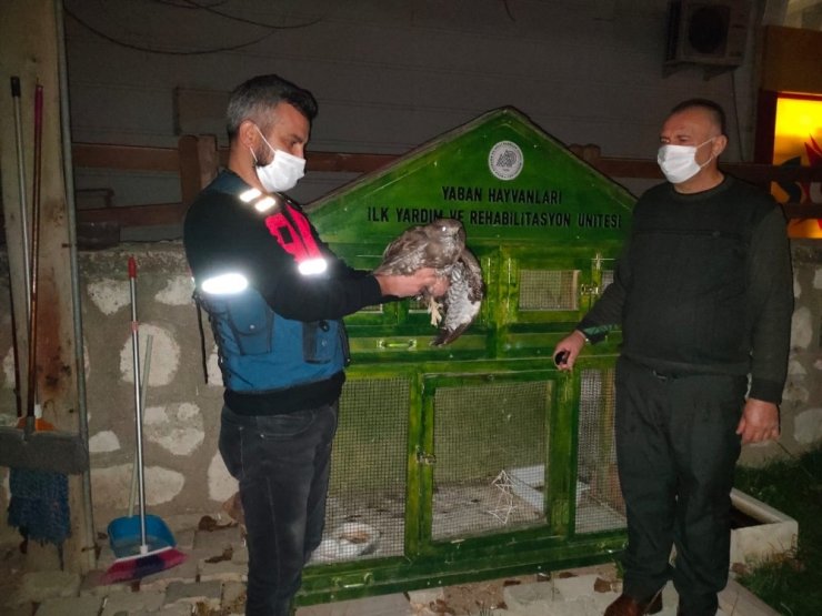 Karaman’da yaralı şahin koruma altına alındı