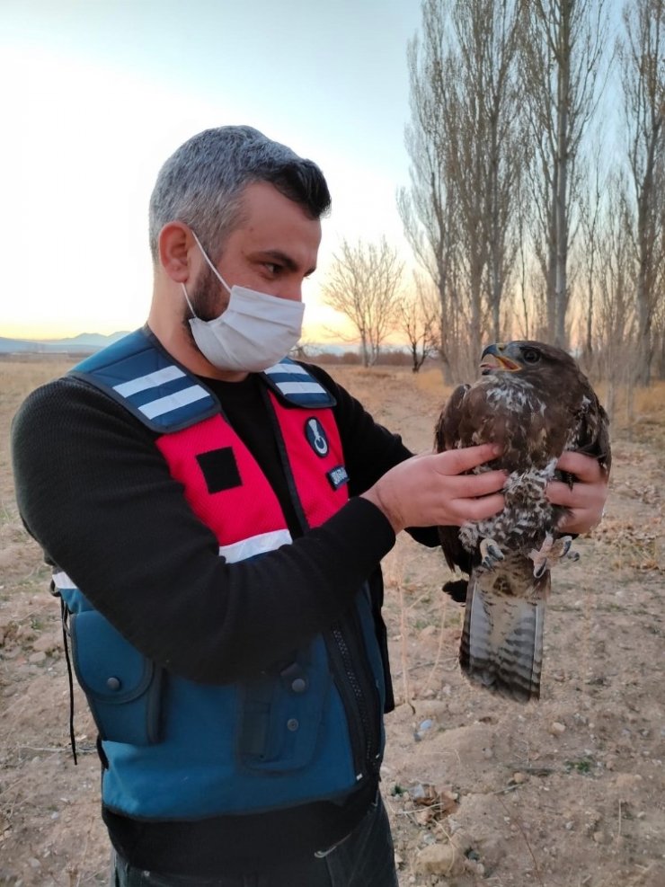 Karaman’da yaralı şahin koruma altına alındı