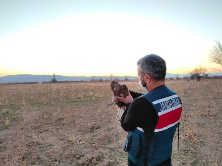 Karaman’da yaralı şahin koruma altına alındı