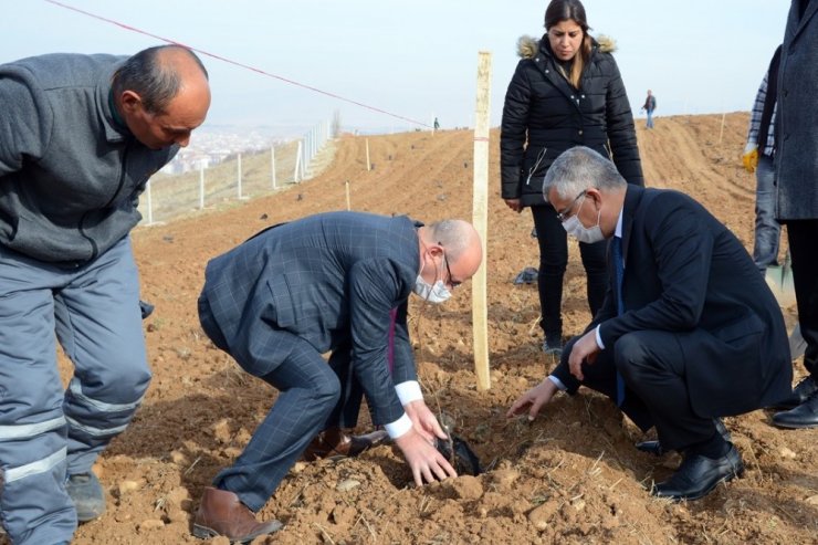 Belediye, Hızırağa mevkine ağaçlandırma ve peyzaj çalışmasına başladı