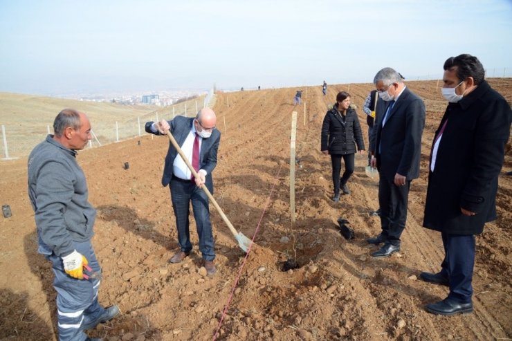 Belediye, Hızırağa mevkine ağaçlandırma ve peyzaj çalışmasına başladı