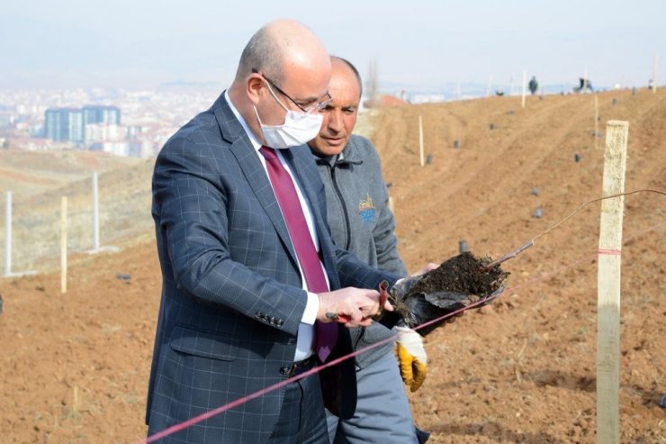 Belediye, Hızırağa mevkine ağaçlandırma ve peyzaj çalışmasına başladı