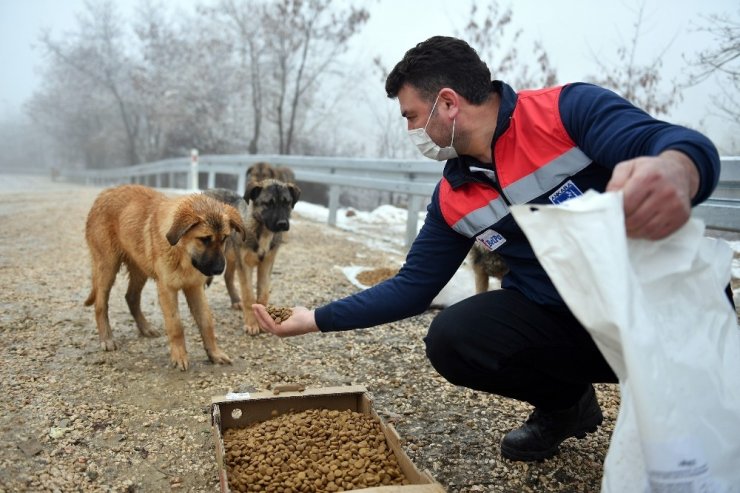 Ankara Büyükşehir Belediyesi sokak hayvanlarına mama ve besin desteğini artırdı