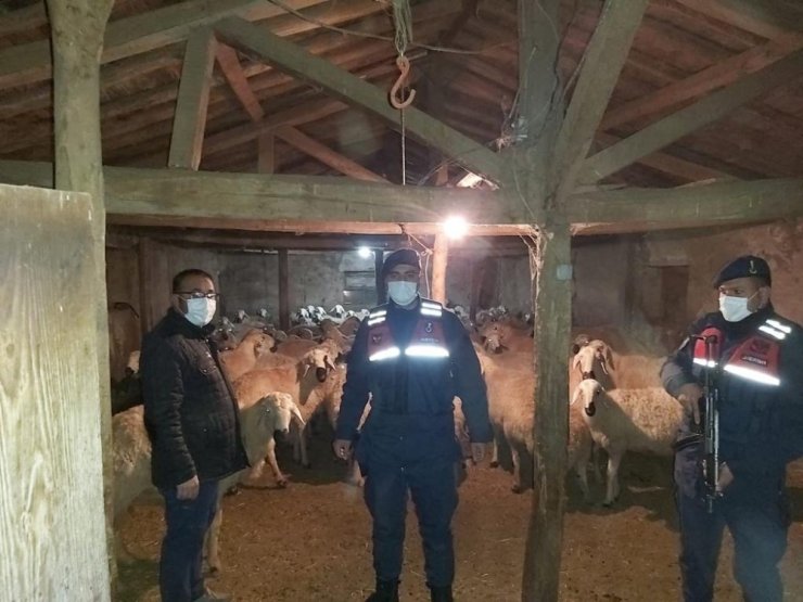 Kaybolan 90 Koyunu Jandarma ekipleri buldu
