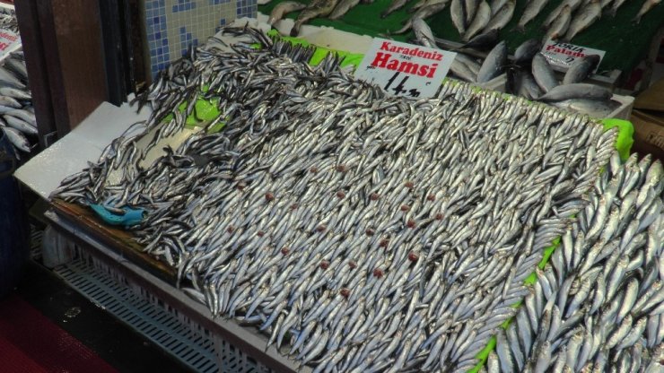 Hamsinin kilosu Anadolu’da 15 TL’ye düştü