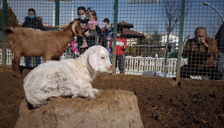 Keçiören’deki çocuklar doğal yaşam parkına akın etti