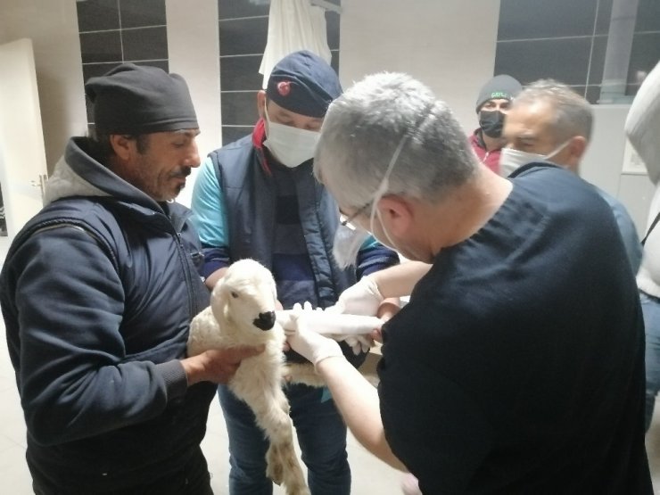 Hastane acil servisinde meleyen kuzu seferberliği