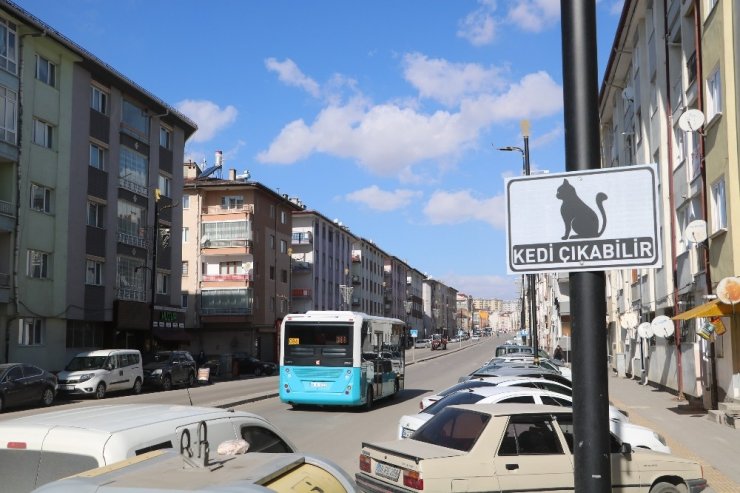 Dikkat kedi çıkabilir