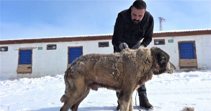 Türkiye’nin en yaşlıları arasında, yıllara meydan okuyor