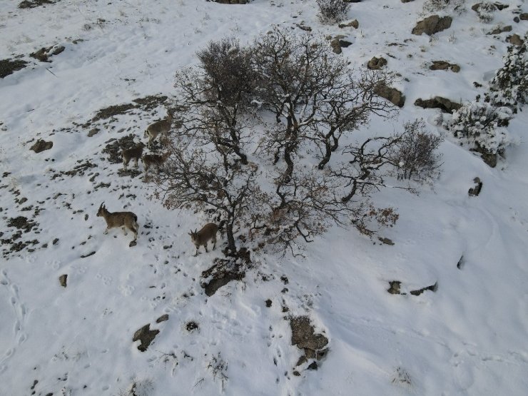 Hem arıza giderdiler hem de yabani hayvanları doyurdular