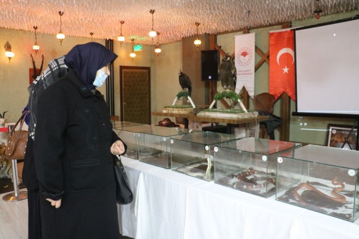 Evcilleştirdiği kurdu salonda sergiledi