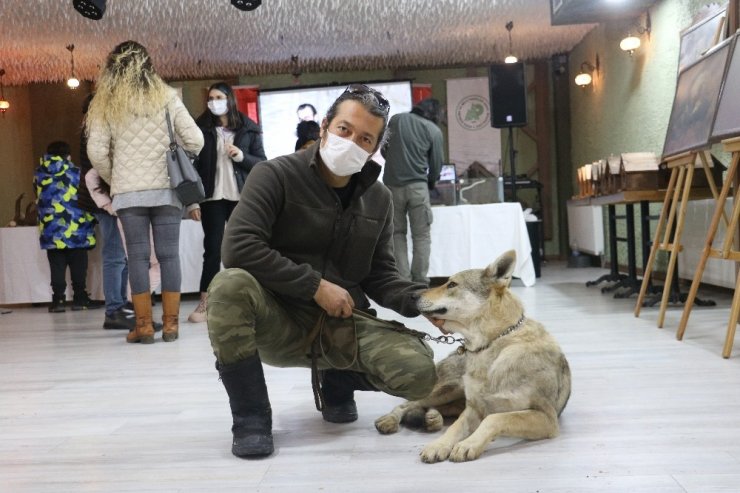 Evcilleştirdiği kurdu salonda sergiledi