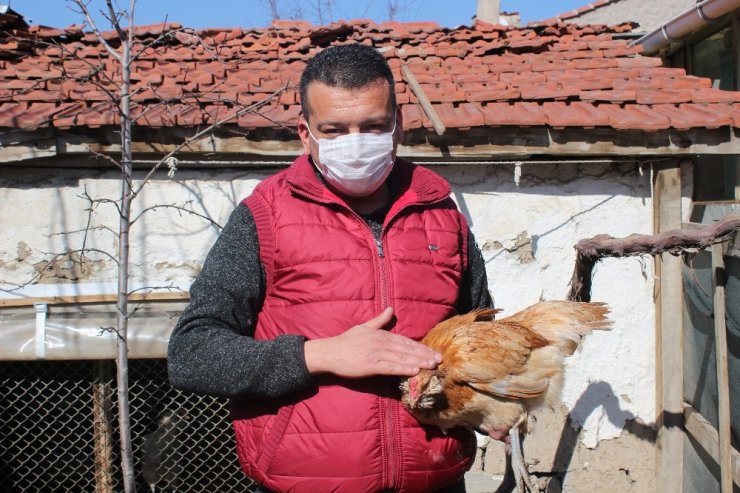 Şaşkınlık uyandıran mavi ve yeşil renkli yumurtalar