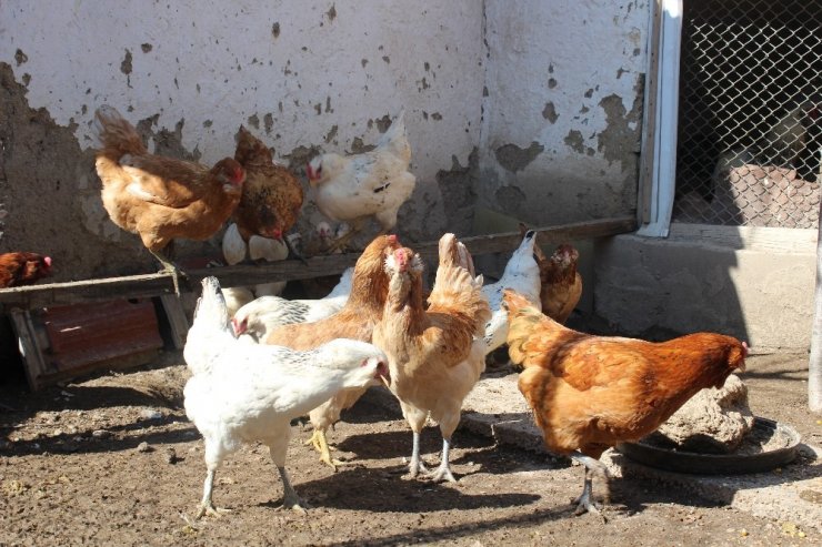 Şaşkınlık uyandıran mavi ve yeşil renkli yumurtalar