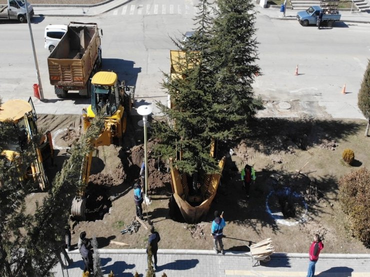 Pursaklar Belediyesi sökülen ağaçları yeni yerlerine taşıyor