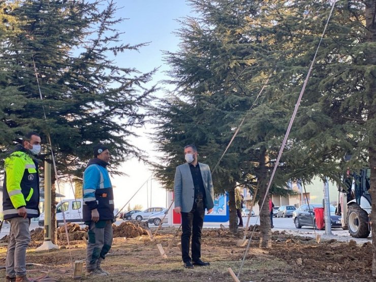 Pursaklar Belediyesi sökülen ağaçları yeni yerlerine taşıyor