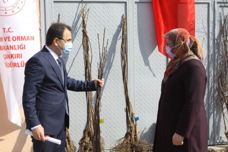 Çankırı’da 10 bin meyve fidanı toprakla buluşacak