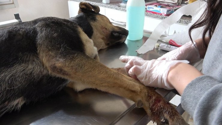Kafası ve ayakları tarım aracına sıkışan köpek kurtarıldı