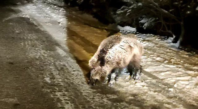 Milli parka inen yaban domuzu böyle görüntülendi