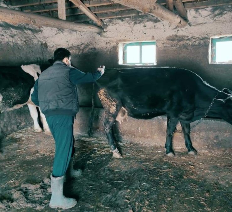 Günyüzü’nde şap aşı çalışmalarına başlandı