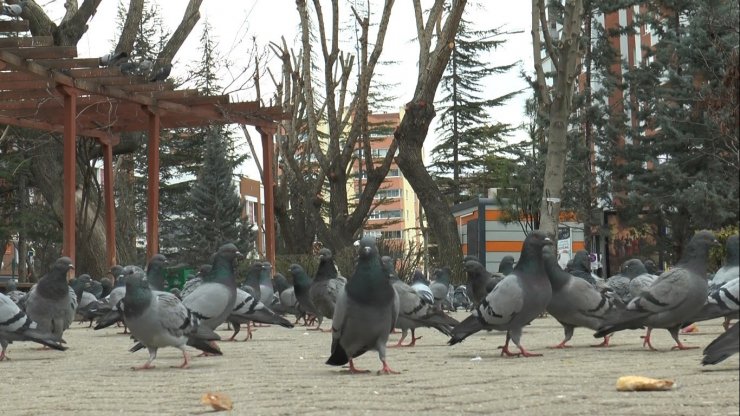 Dünya Sokak Hayvanları Günü’nde meydanlar sokak hayvanlarına kaldı