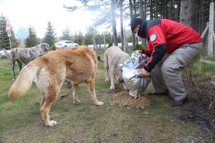 Odunpazarı Belediyesi sokak hayvanlarını unutmadı