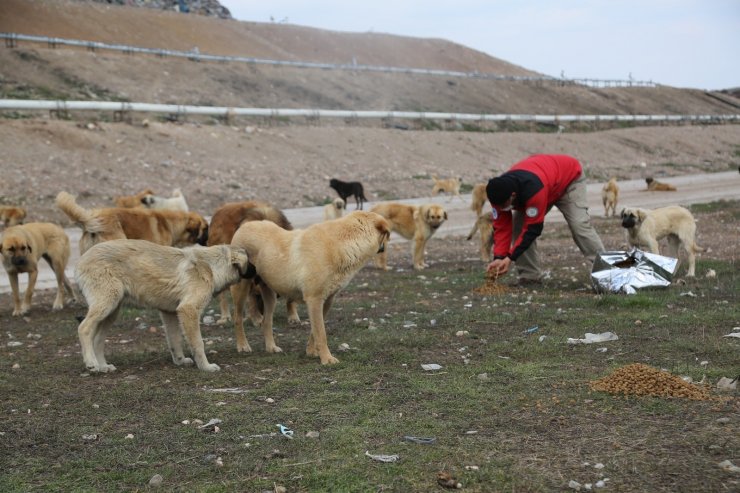 Odunpazarı Belediyesi sokak hayvanlarını unutmadı