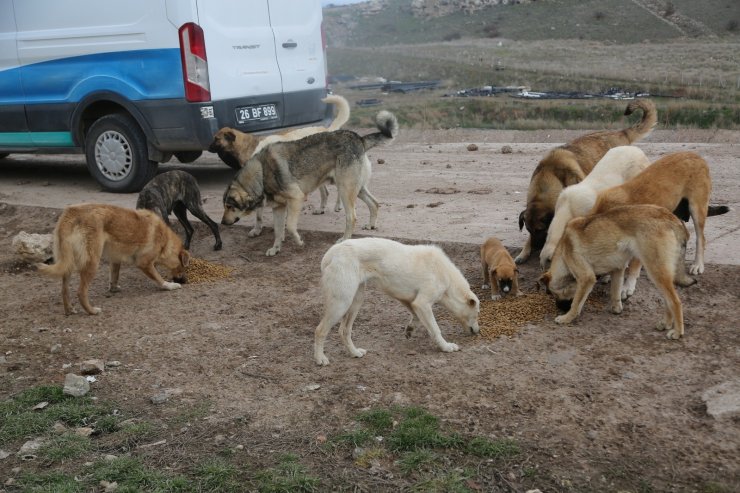 Odunpazarı Belediyesi sokak hayvanlarını unutmadı