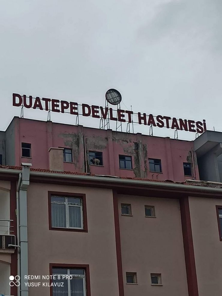 Binanın 9’uncu katındaki köpeğe seslenen vatandaş: “Ne derdin var intihar etme”