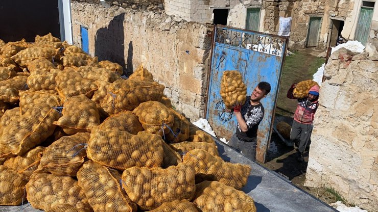 Niğde’den patatesler tırlarla farklı illere gönderiliyor