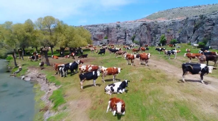 Yem fiyatlarına gelen zamlar üreticileri zora sokuyor