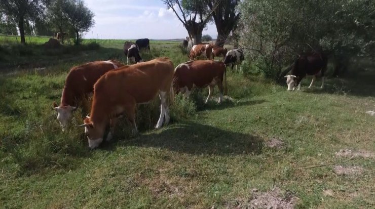 Yem fiyatlarına gelen zamlar üreticileri zora sokuyor