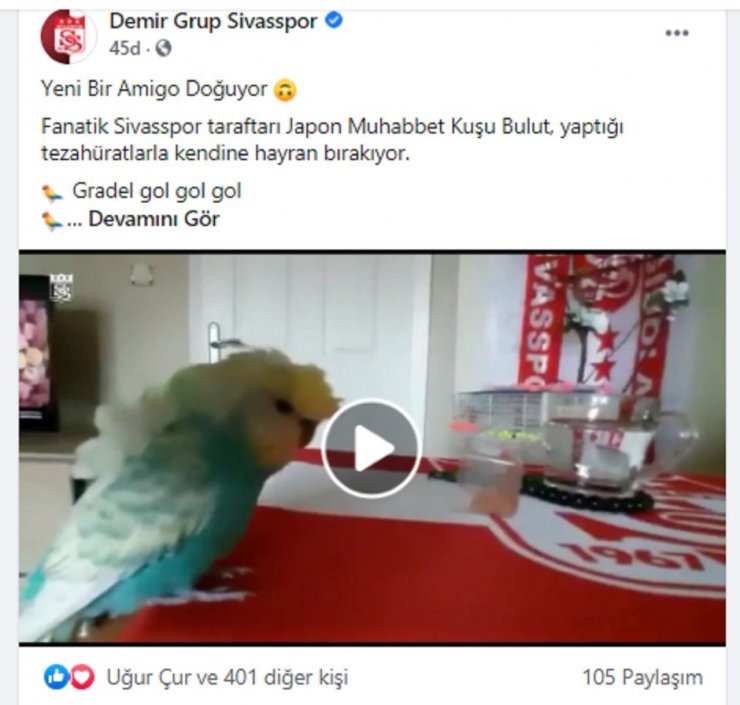 Sivasspor aşığı muhabbet kuşu tezahüratlarıyla dikkat çekiyor