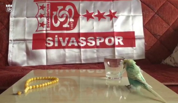 Sivasspor aşığı muhabbet kuşu tezahüratlarıyla dikkat çekiyor