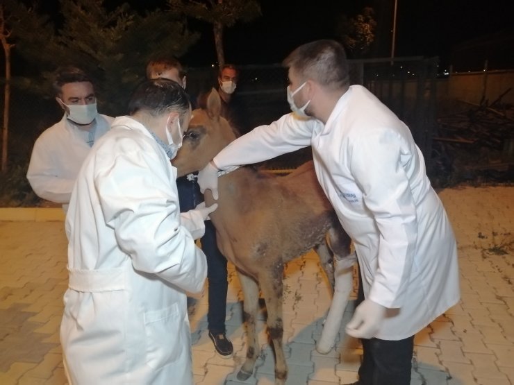Çiftçinin tarlasında bulduğu yaralı tay tedavi altına alındı