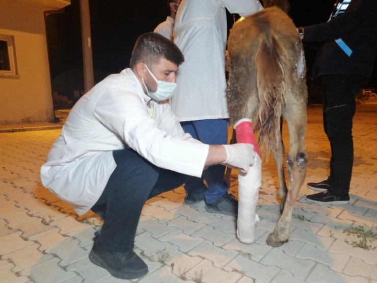 Çiftçinin tarlasında bulduğu yaralı tay tedavi altına alındı