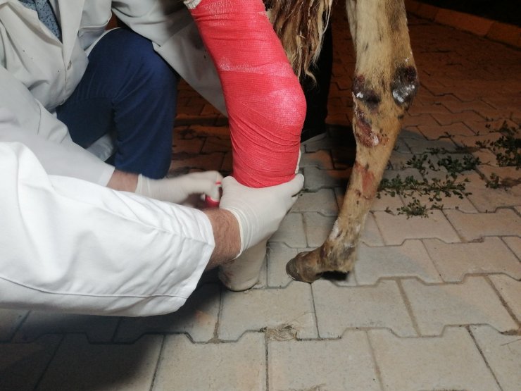 Çiftçinin tarlasında bulduğu yaralı tay tedavi altına alındı