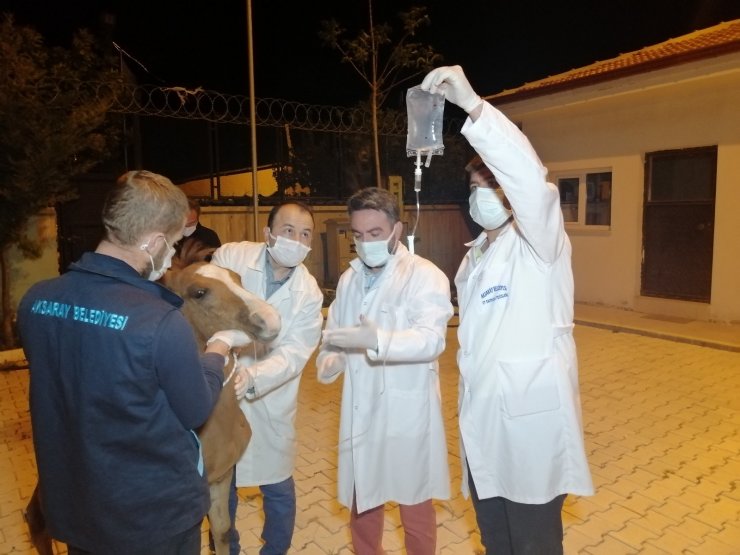 Çiftçinin tarlasında bulduğu yaralı tay tedavi altına alındı