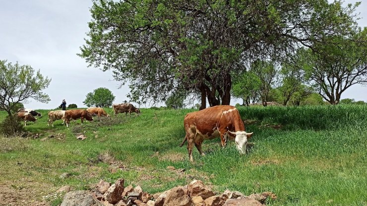 Baharın gelişiyle meralar hayvanlarla süslendi