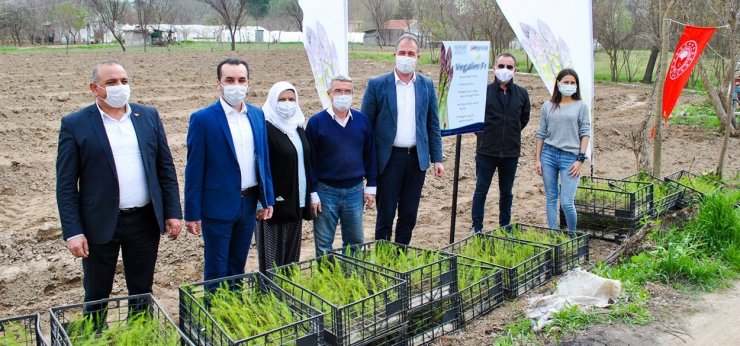 İlk kuşkonmaz fideleri toprakla buluştu